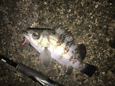 久しぶりにメバル